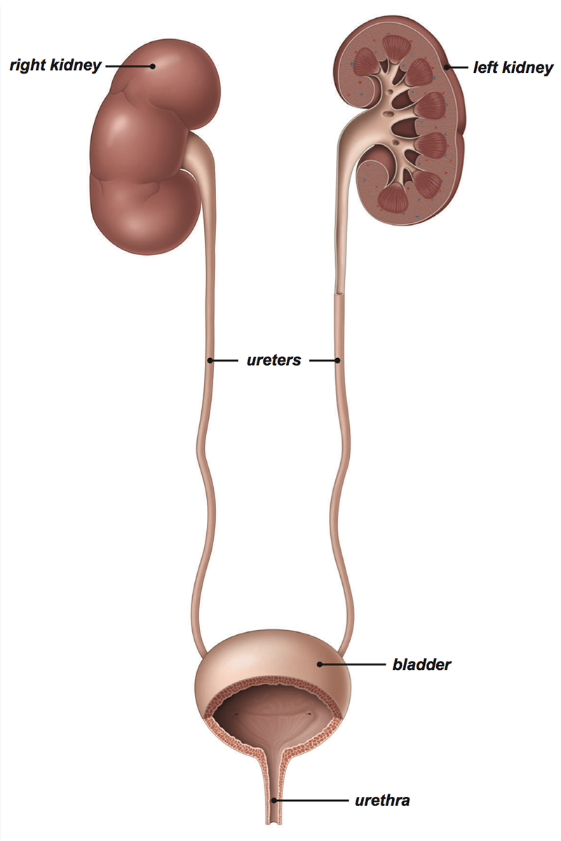 bladder base anatomy