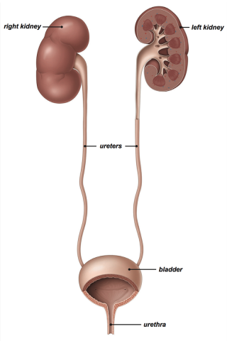 Anatomy of the urinary system