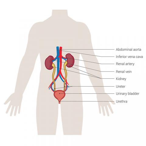 anatomy blueprint pro urinary